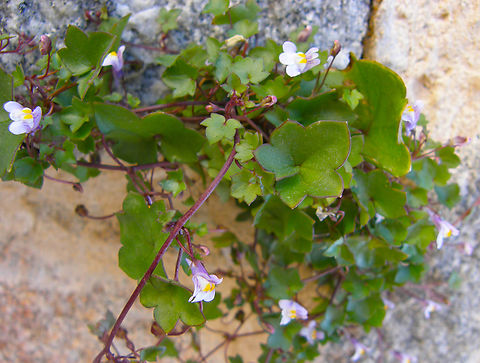 Ivy-leaved toadflax - Cymbalaria muralis Ávila, Spain.  Cymbalaria muralis,Geotagged,Ivy-leaved toadflax,Spain,Summer