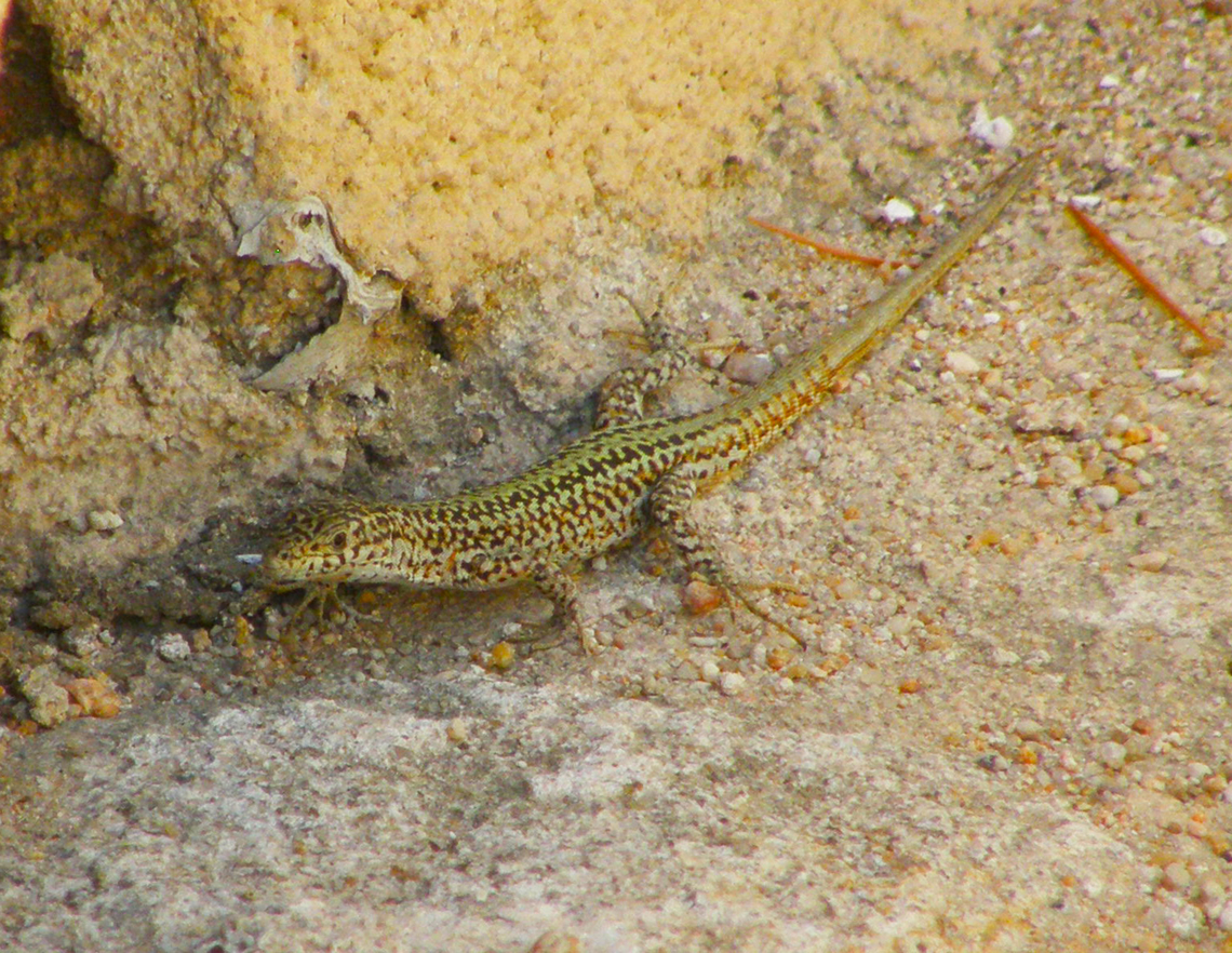 Iberian wall lizard - Podarcis hispanica &Aacute;vila, Spain.  Geotagged,Iberian wall lizard,Podarcis hispanica,Spain,Summer