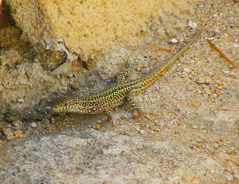 Iberian wall lizard - Podarcis hispanica &Aacute;vila, Spain.  Geotagged,Iberian wall lizard,Podarcis hispanica,Spain,Summer