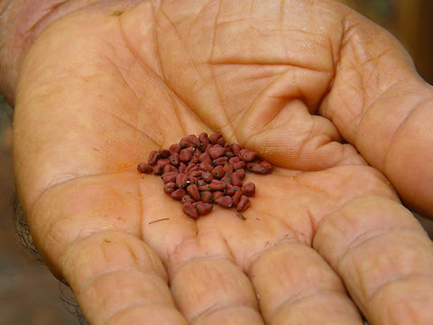 Achiote seeds- Bixa orellana Shown by mayan villager, close to Uxmal ruins in Yucatan peninsule, Mexico. Achiote,Bixa orellana,Geotagged,Mexico,Summer
