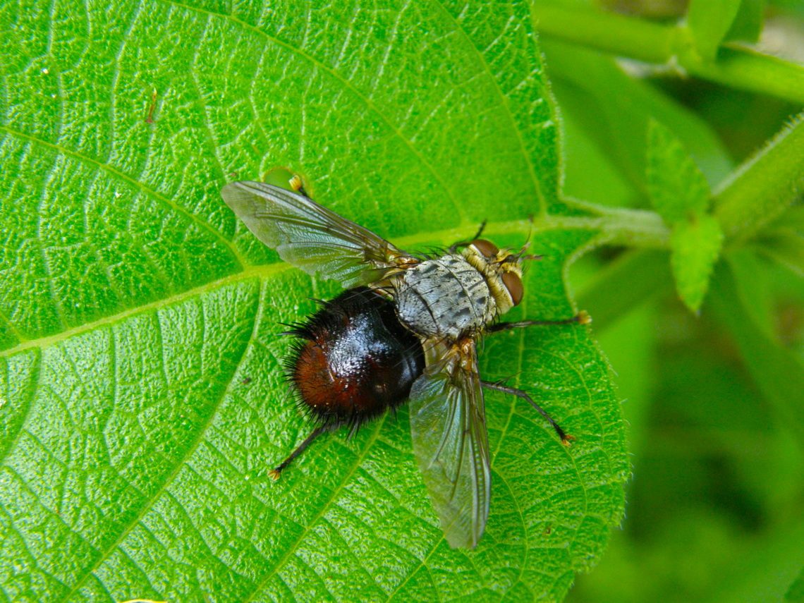 Archytas apicifer Found in the area of the Kabah ruins, in the vegetation around the Arch. Archytas apicifer,Geotagged,Mexico,Summer