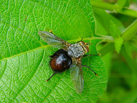 Archytas apicifer Found in the area of the Kabah ruins, in the vegetation around the Arch. Archytas apicifer,Geotagged,Mexico,Summer