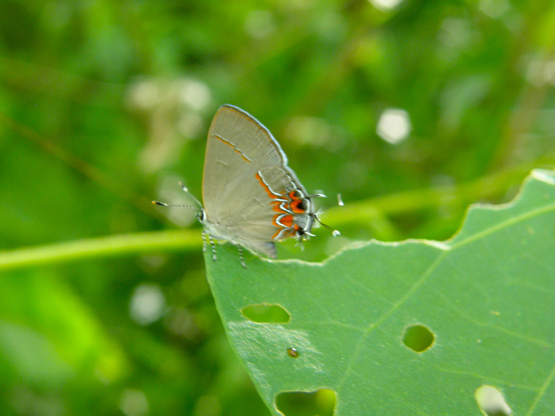 Red-banded hairstreak - Calycopis cecrops Found in the area of the Kabah ruins, in the vegetation around the Arch.  Calycopis cecrops,Geotagged,Mexico,Red-banded hairstreak,Summer