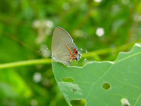 Red-banded hairstreak - Calycopis cecrops Found in the area of the Kabah ruins, in the vegetation around the Arch.  Calycopis cecrops,Geotagged,Mexico,Red-banded hairstreak,Summer