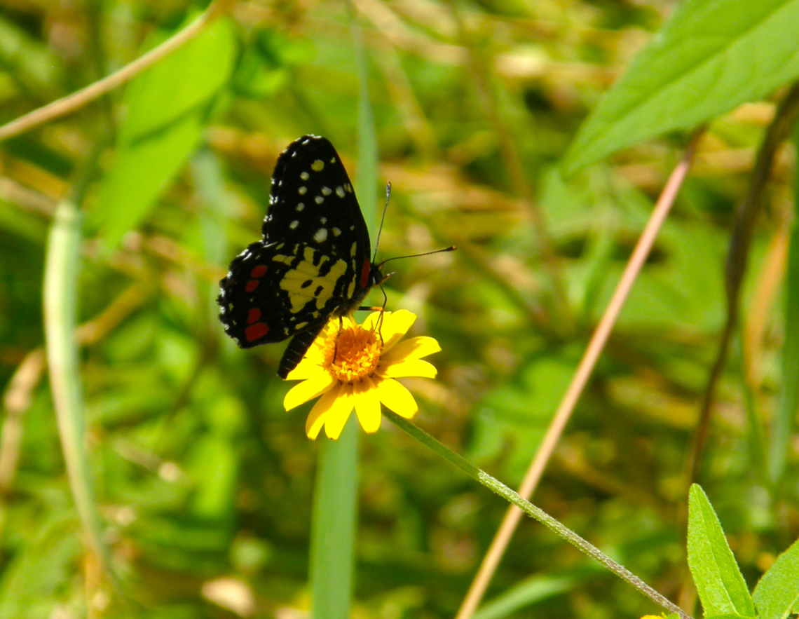 Erodyle Checkerspot - Chlosyne erodyle Uxmal ruins. Chlosyne erodyle,Erodyle Checkerspot,Geotagged,Mexico,Summer
