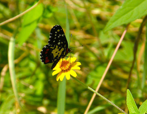 Erodyle Checkerspot - Chlosyne erodyle Uxmal ruins. Chlosyne erodyle,Erodyle Checkerspot,Geotagged,Mexico,Summer