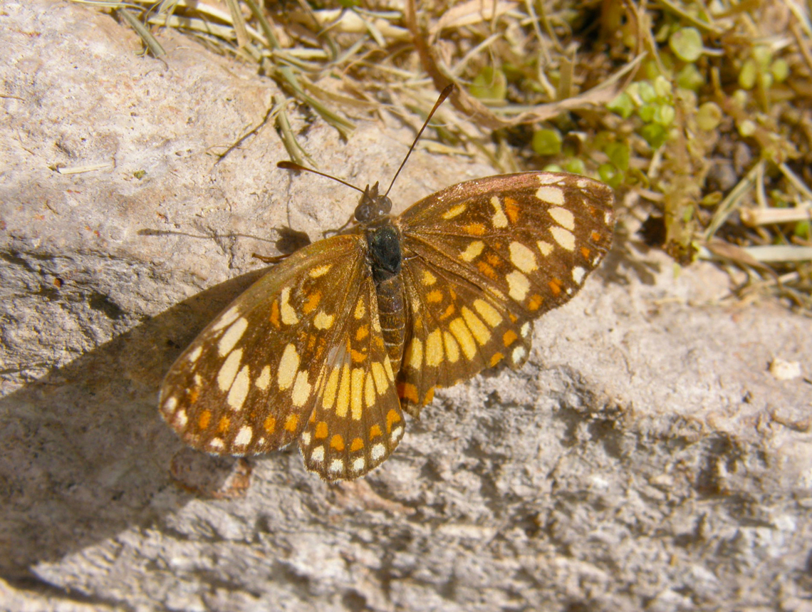 Theona checkerspot - Chlosyne theona Ruins of Uxmal. Chlosyne theona,Geotagged,Mexico,Summer,Theona checkerspot