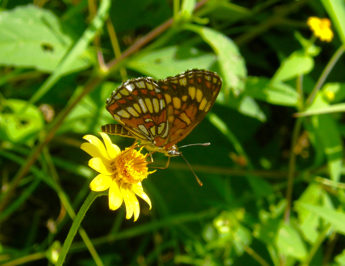 Theona checkerspot - Chlosyne theona Ruins of Uxmal. Chlosyne theona,Geotagged,Mexico,Summer,Theona checkerspot