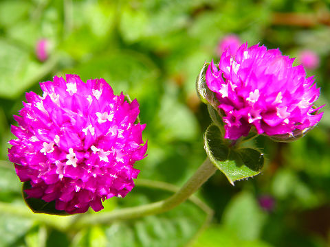 Globe amaranth - Gomphrena globosa Gardens in Uxmal. Geotagged,Globe amaranth,Gomphrena globosa,Mexico,Summer