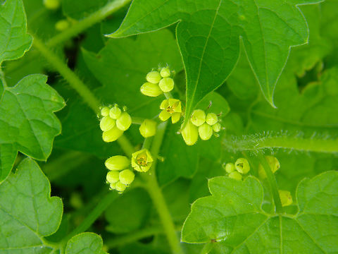 Alpuyeca - Gronovia scandens Kabah ruins. Alpuyeca,Geotagged,Gronovia scandens,Mexico,Summer