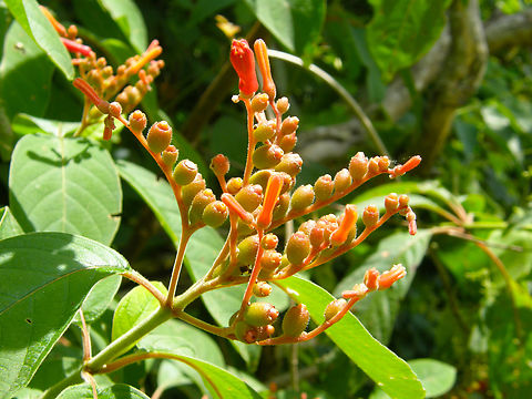 Firebush - Hamelia patens Uxmal ruins. Firebush,Geotagged,Hamelia patens,Mexico,Summer