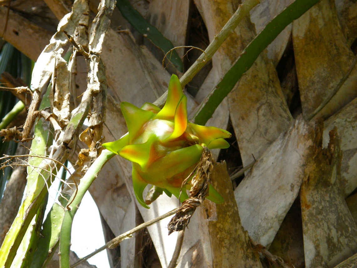 Hylocereus undatus Indigenous mayan village close to Uxmal. Geotagged,Hylocereus undatus,Mexico,Summer,hylocereus undatus