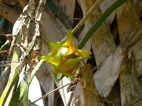 Hylocereus undatus Indigenous mayan village close to Uxmal. Geotagged,Hylocereus undatus,Mexico,Summer,hylocereus undatus