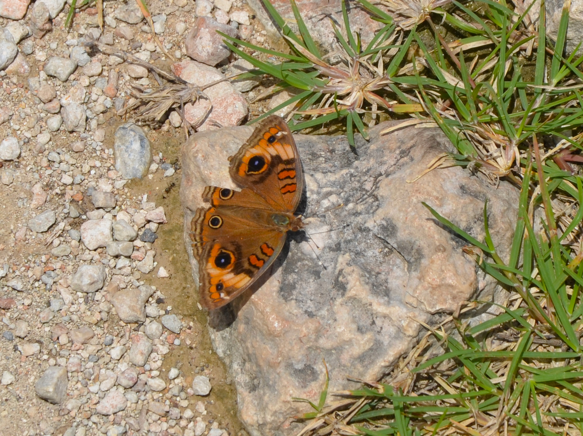Junonia neildi Ruins of Uxmal.<br />
<a href="https://www.naturalista.mx/taxa/1021510-Junonia-neildi" rel="nofollow">https://www.naturalista.mx/taxa/1021510-Junonia-neildi</a> Geotagged,Junonia neildi,Mexico,Summer