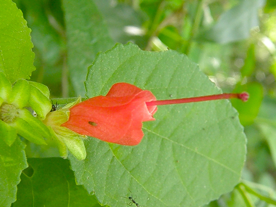 Turk's Cap - Malvaviscus arboreus Found in the area of the Kabah ruins, in the vegetation around the Arch.  Geotagged,Malvaviscus arboreus,Mexico,Summer,Turk's Cap
