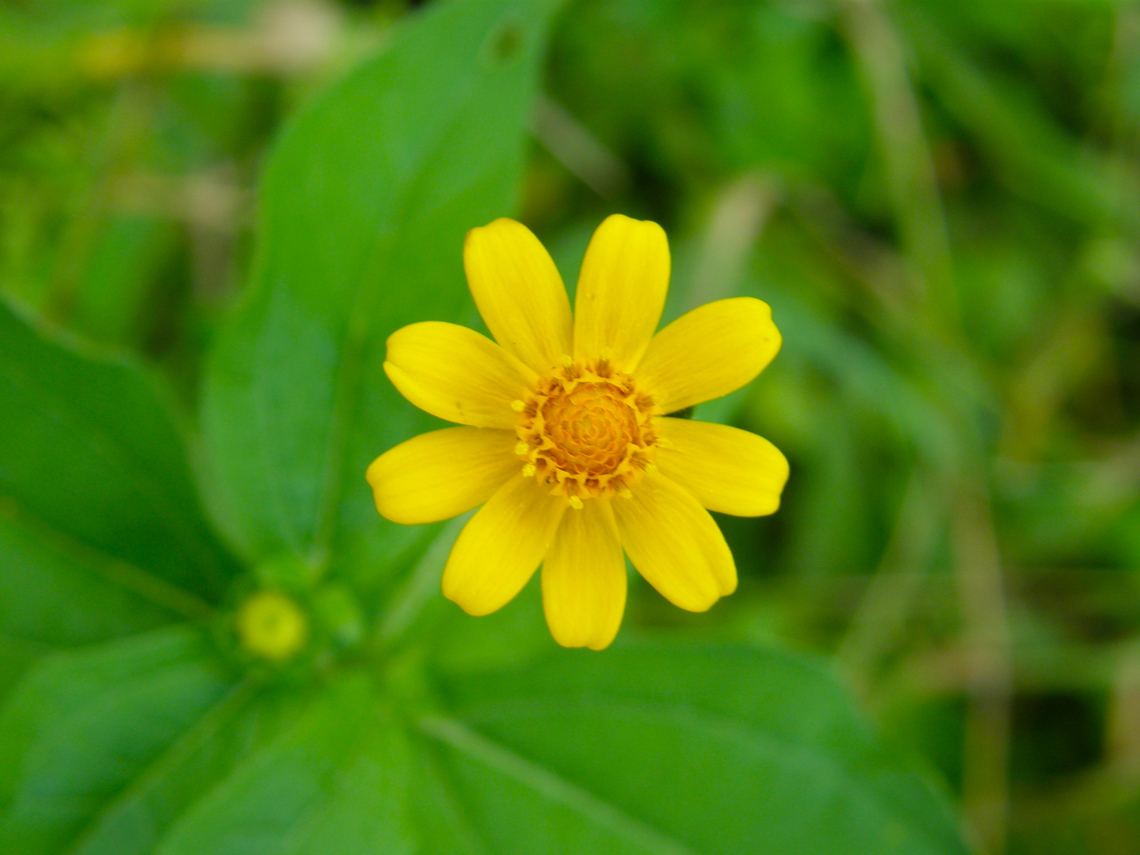 Gold medallion - Melampodium divaricatum Found in the area of the Kabah ruins, in the vegetation around the Arch.  Geotagged,Melampodium divaricatum,Melampodium_divaricatum,Mexico,Summer