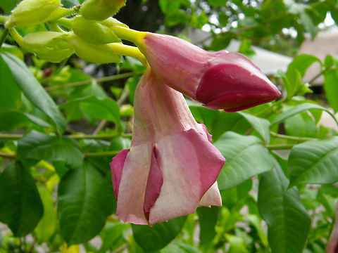 Allamanda blanchetii Garden in a restaurant near Merida, Quintana Roo, Mexico. Allamanda blanchetii,Geotagged,Mexico,Summer