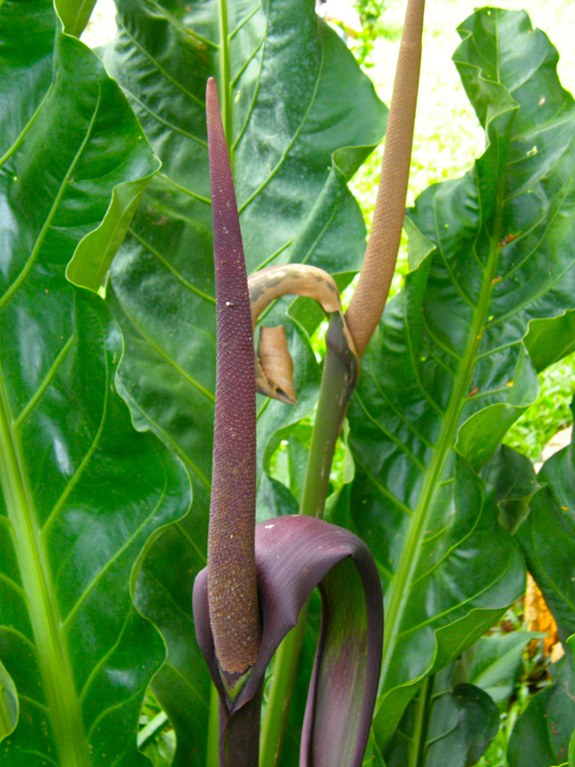 Birds nest anthurium - Anthurium hookeri Garden in a restaurant near Merida, Quintana Roo, Mexico.  Anthurium hookeri,Birds nest anthurium,Geotagged,Mexico,Summer