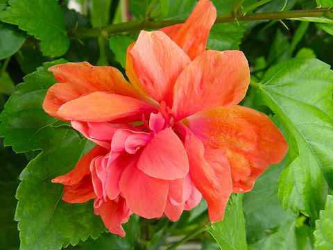 Chinese hibiscus - Hibiscus rosa-sinensis Garden in a restaurant near Merida, Quintana Roo, Mexico.  Chinese hibiscus,Geotagged,Hibiscus rosa-sinensis,Mexico,Summer