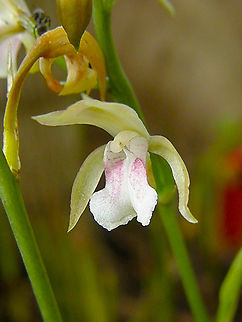 Oeceoclades maculata Garden in a restaurant near Merida, Quintana Roo, Mexico. 
https://www.jungledragon.com/image/137297/oeceoclades_maculata.html Geotagged,Mexico,Oeceoclades maculata,Summer