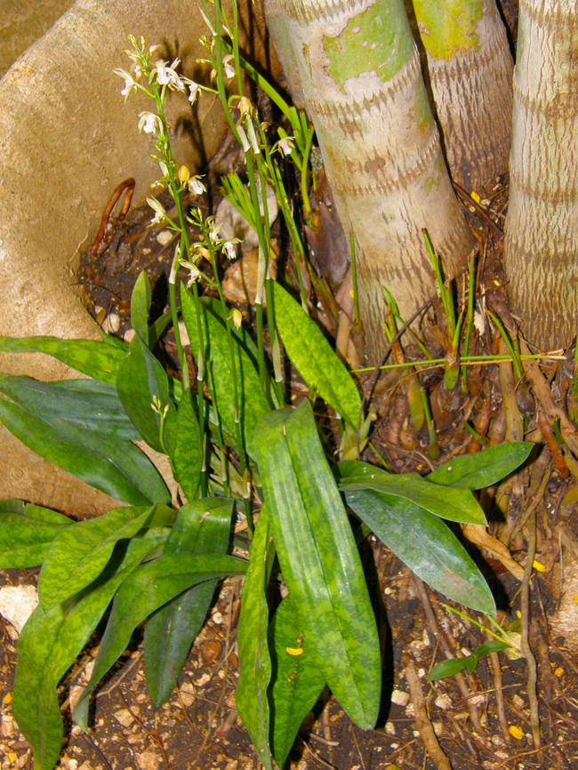 Oeceoclades maculata Second pic with full plant.<br />
Flower here: <figure class="photo"><a href="https://www.jungledragon.com/image/137296/oeceoclades_maculata.html" title="Oeceoclades maculata"><img src="https://s3.amazonaws.com/media.jungledragon.com/images/2298/137296_thumb.JPG?AWSAccessKeyId=05GMT0V3GWVNE7GGM1R2&Expires=1759968010&Signature=Z9aL%2BoH%2B6rZc3MBCmSfhaFOb40o%3D" width="114" height="152" alt="Oeceoclades maculata Garden in a restaurant near Merida, Quintana Roo, Mexico. <br />
https://www.jungledragon.com/image/137297/oeceoclades_maculata.html Geotagged,Mexico,Oeceoclades maculata,Summer" /></a></figure> Geotagged,Mexico,Oeceoclades maculata,Summer