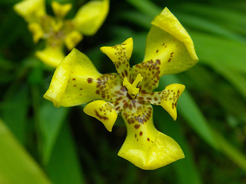 Yellow Walking Iris - Trimezia martinicensis Garden in a restaurant near Merida, Quintana Roo, Mexico.  Geotagged,Mexico,Summer,Trimezia martinicensis,Yellow Walking Iris