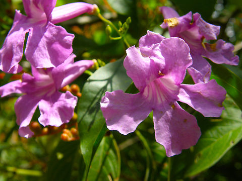 Pink trumpet vine - Podranea ricasoliana Ruins of Uxmal.  Geotagged,Mexico,Pink trumpet vine,Podranea ricasoliana,Summer