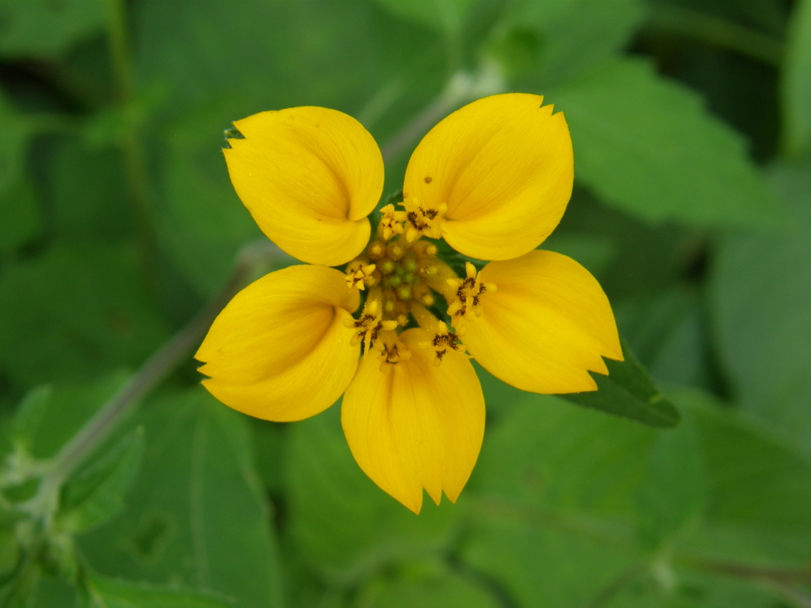Bonebract - Sclerocarpus divaricatus Found in the area of the Kabah ruins, in the vegetation around the Arch.  Bonebract,Geotagged,Mexico,Sclerocarpus divaricatus,Summer