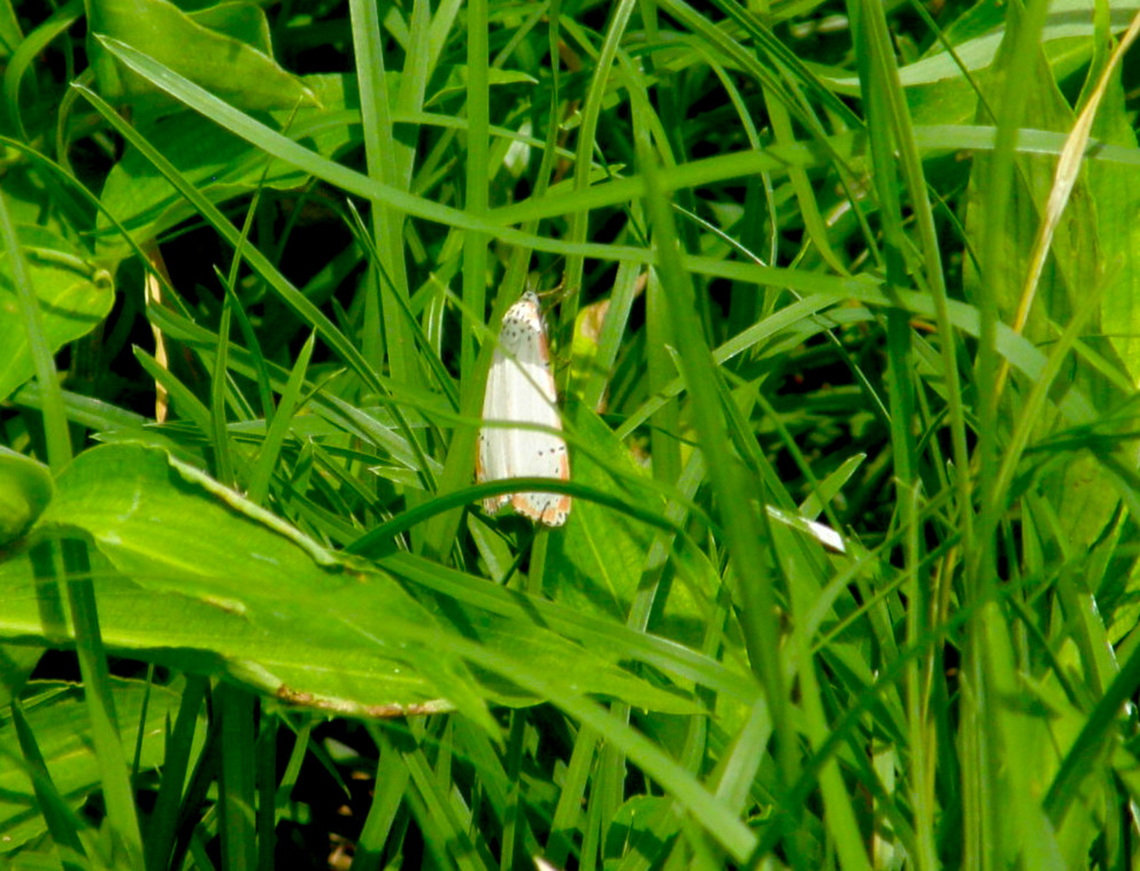 Bella moth - Utetheisa ornatrix Ruins of Uxmal.<br />
See color variations of it here:<br />
<a href="https://www.naturalista.mx/taxa/67440-Utetheisa-ornatrix/browse_photos" rel="nofollow">https://www.naturalista.mx/taxa/67440-Utetheisa-ornatrix/browse_photos</a> Bella moth,Geotagged,Mexico,Summer,Utetheisa ornatrix