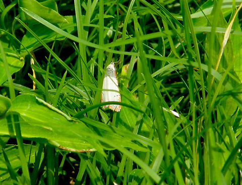 Bella moth - Utetheisa ornatrix Ruins of Uxmal.
See color variations of it here:
https://www.naturalista.mx/taxa/67440-Utetheisa-ornatrix/browse_photos Bella moth,Geotagged,Mexico,Summer,Utetheisa ornatrix