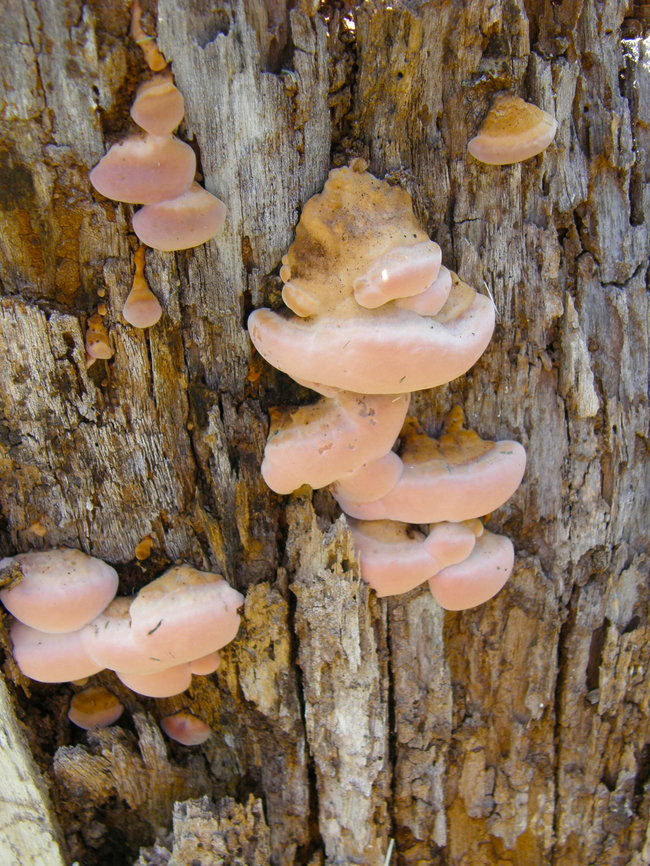 Ischnoderma resinosum? In the ruins of Uxmal. Geotagged,Mexico,Summer