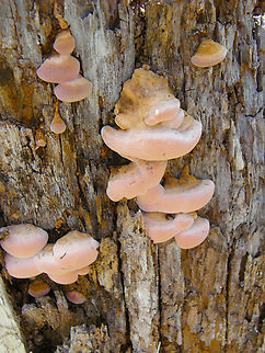 Ischnoderma resinosum? In the ruins of Uxmal. Geotagged,Mexico,Summer