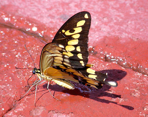 Heraclides (Papilio) cresphontes ruins of Uxmal.
I found a good article to tell it apartfrom the very similar H. rumiko:
https://www.researchgate.net/publication/271221880_A_new_Heraclides_swallowtail_Lepidoptera_Papilionidae_from_North_America_is_recognized_by_the_pattern_on_its_neck Geotagged,Giant swallowtail,Mexico,Papilio cresphontes,Summer