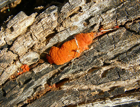 Trichia decipiens? Ruins of Uxmal. Geotagged,Mexico,Summer,Trichia decipiens