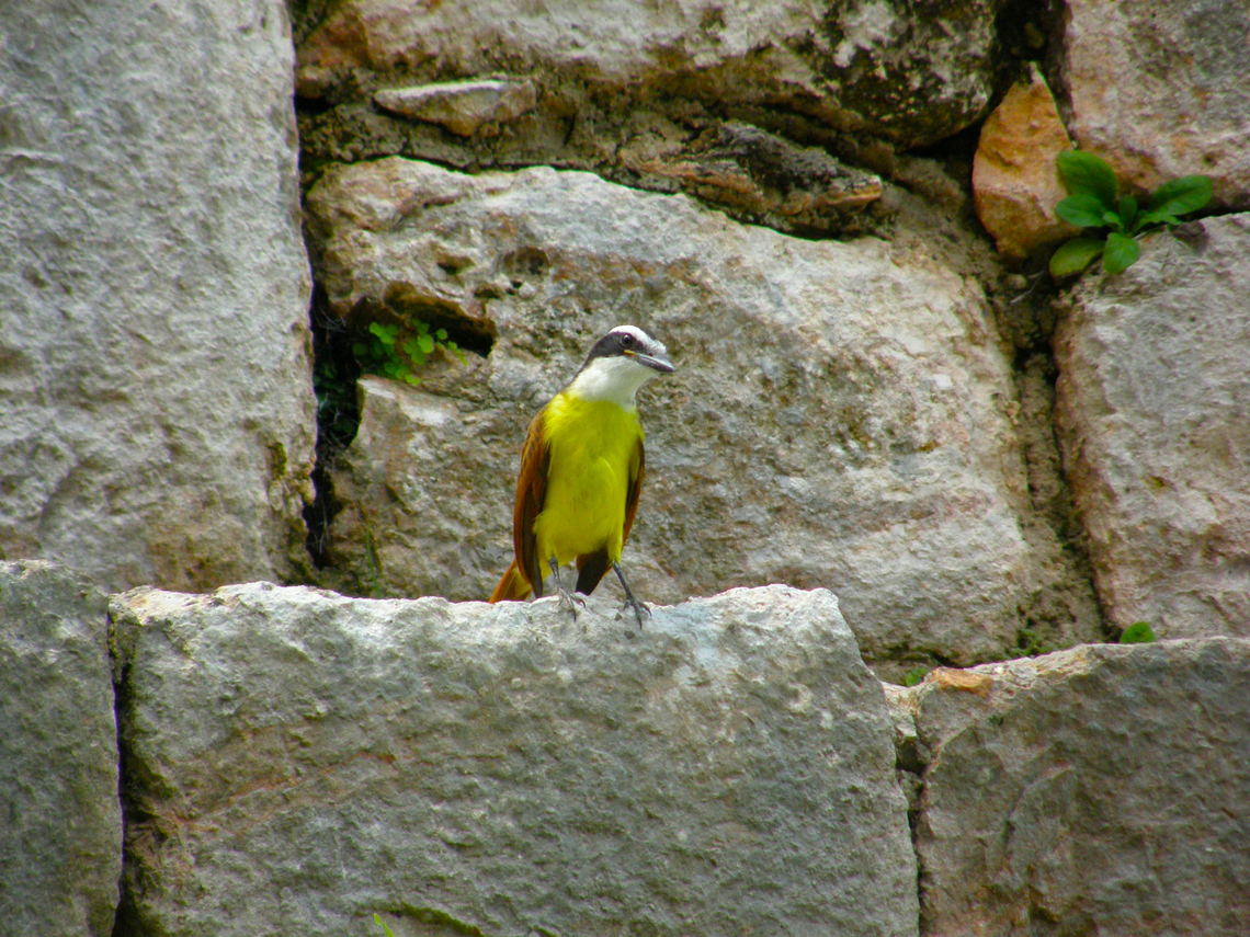 Great kiskadee - Pitangus sulphuratus Ruins of Uxmal. Geotagged,Great kiskadee,Mexico,Pitangus sulphuratus,Summer