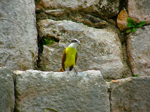 Great kiskadee - Pitangus sulphuratus Ruins of Uxmal. Geotagged,Great kiskadee,Mexico,Pitangus sulphuratus,Summer