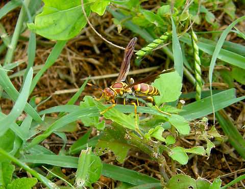 Guinea Paper Wasp - Polistes exclamans Found in the area of the Kabah ruins, in the vegetation around the Arch.  Geotagged,Guinea Paper Wasp,Mexico,Polistes exclamans,Summer