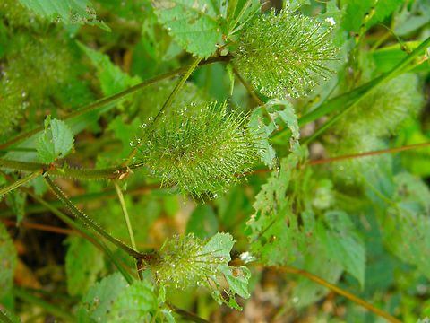 Acalypha_alopecuroidea Near entry of Chichen itza ruins. Acalypha alopecuroidea,Foxtail copperleaf,Geotagged,Mexico,Summer