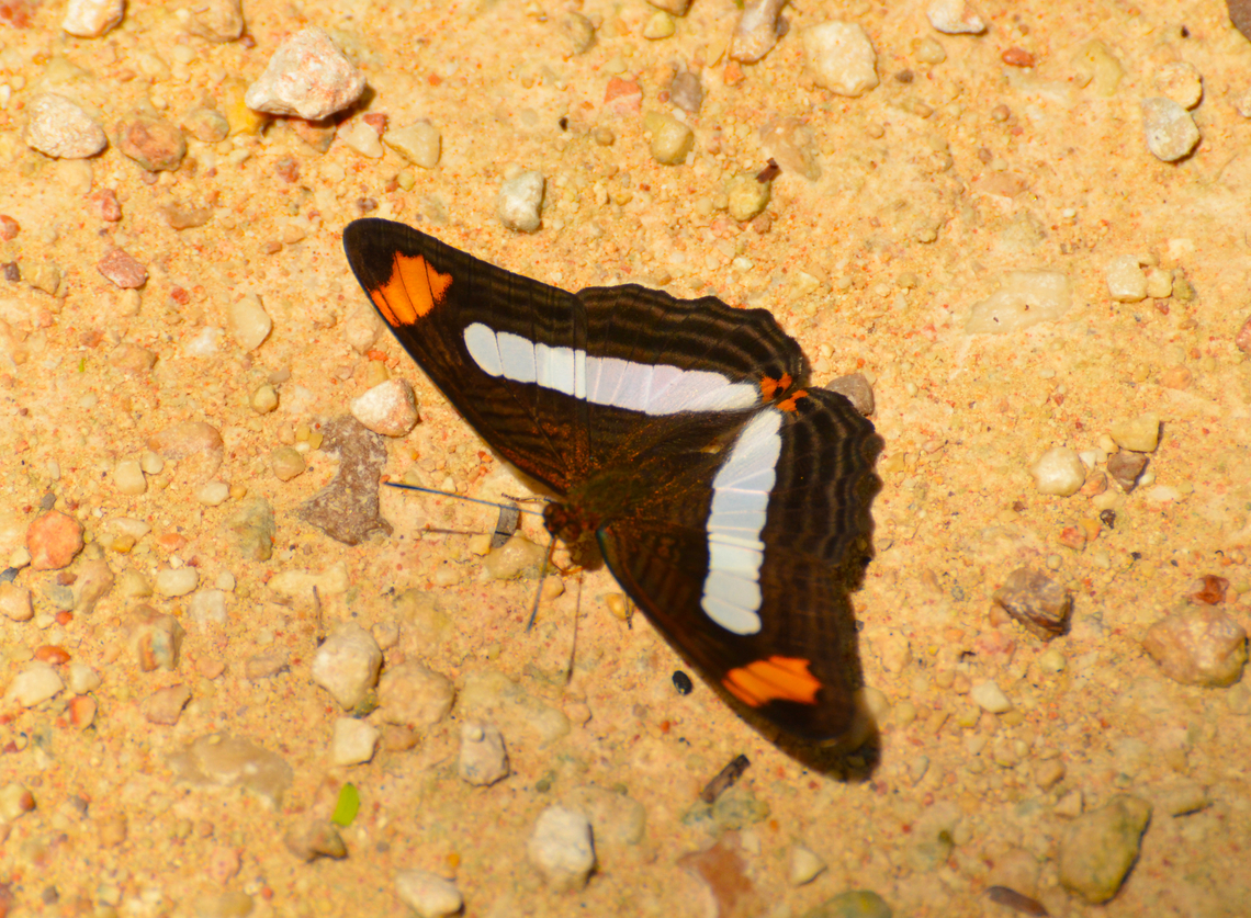 Confusing Sister - Adelpha iphicleola Chichen Itza ruins.<br />
<a href="http://sangay.eu/fr/fiche-papillon/017-Nymphalidae/001-Limenitidinae/001-Limenitini/001-Adelpha/160-iphicleola/thessalita+" rel="nofollow">http://sangay.eu/fr/fiche-papillon/017-Nymphalidae/001-Limenitidinae/001-Limenitini/001-Adelpha/160-iphicleola/thessalita+</a><br />
<figure class="photo"><a href="https://www.jungledragon.com/image/137323/confusing_sister_-_adelpha_iphicleola.html" title="Confusing Sister - Adelpha iphicleola"><img src="https://s3.amazonaws.com/media.jungledragon.com/images/2298/137323_thumb.JPG?AWSAccessKeyId=05GMT0V3GWVNE7GGM1R2&Expires=1759968010&Signature=V0SZ2Ug1xhpd8hArekqsoL8m794%3D" width="200" height="158" alt="Confusing Sister - Adelpha iphicleola With wings closed.<br />
https://www.jungledragon.com/image/137322/confusing_sister_-_adelpha_iphicleola.html Adelpha iphicleola,Confusing Sister,Geotagged,Mexico,Summer" /></a></figure> Adelpha iphicleola,Confusing Sister,Geotagged,Mexico,Summer