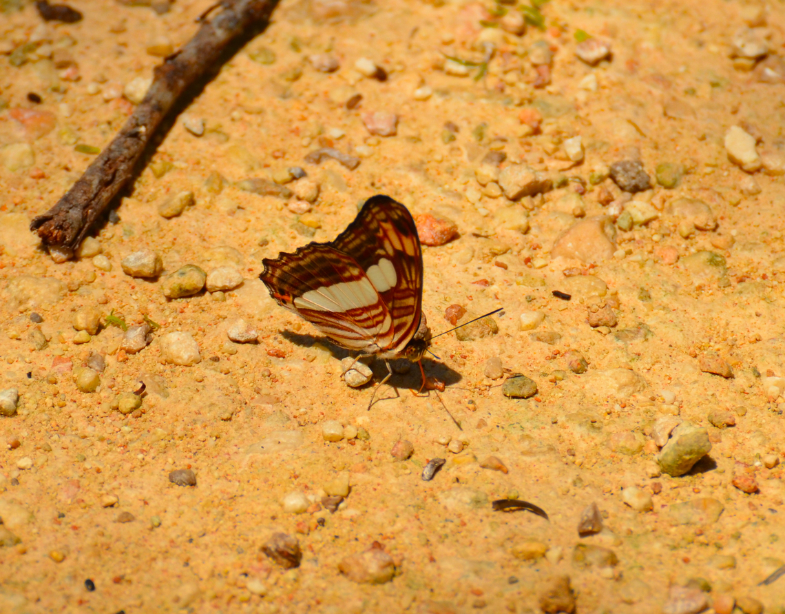 Confusing Sister - Adelpha iphicleola With wings closed.<br />
<figure class="photo"><a href="https://www.jungledragon.com/image/137322/confusing_sister_-_adelpha_iphicleola.html" title="Confusing Sister - Adelpha iphicleola"><img src="https://s3.amazonaws.com/media.jungledragon.com/images/2298/137322_thumb.JPG?AWSAccessKeyId=05GMT0V3GWVNE7GGM1R2&Expires=1759968010&Signature=OKriSsjQu0b0FOQn24MefEYYJqY%3D" width="200" height="148" alt="Confusing Sister - Adelpha iphicleola Chichen Itza ruins.<br />
http://sangay.eu/fr/fiche-papillon/017-Nymphalidae/001-Limenitidinae/001-Limenitini/001-Adelpha/160-iphicleola/thessalita+<br />
https://www.jungledragon.com/image/137323/confusing_sister_-_adelpha_iphicleola.html Adelpha iphicleola,Confusing Sister,Geotagged,Mexico,Summer" /></a></figure> Adelpha iphicleola,Confusing Sister,Geotagged,Mexico,Summer