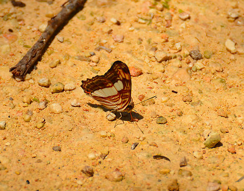 Confusing Sister - Adelpha iphicleola With wings closed.
https://www.jungledragon.com/image/137322/confusing_sister_-_adelpha_iphicleola.html Adelpha iphicleola,Confusing Sister,Geotagged,Mexico,Summer