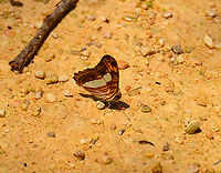 Confusing Sister - Adelpha iphicleola With wings closed.<br />
https://www.jungledragon.com/image/137322/confusing_sister_-_adelpha_iphicleola.html Adelpha iphicleola,Confusing Sister,Geotagged,Mexico,Summer