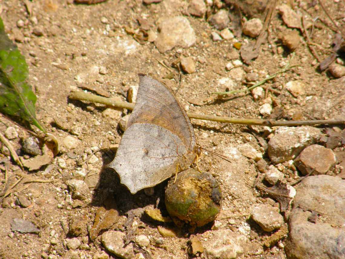Tropical Leafwing - Anaea aidea Ruins of Chichen Itza. Anaea aidea,Geotagged,Mexico,Summer