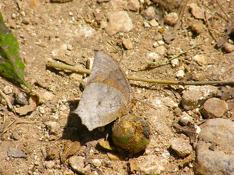 Tropical Leafwing - Anaea aidea Ruins of Chichen Itza. Anaea aidea,Geotagged,Mexico,Summer