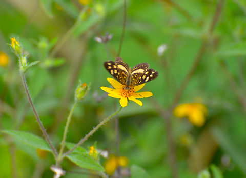 Cuban Crescentspot - Anthanassa tulcis Near Caves of Balankanche. Anthanassa frisia,Geotagged,Mexico,Summer