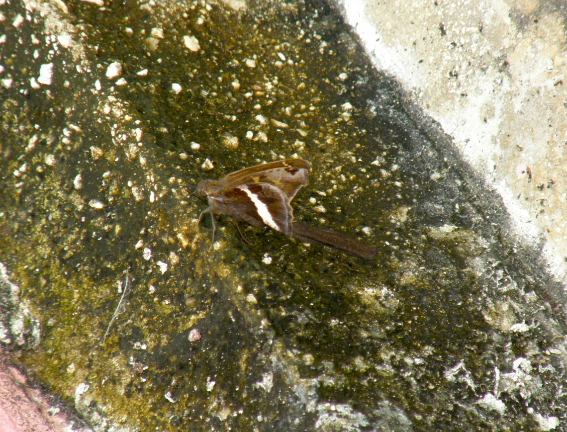 White-striped Longtail - Chioides albofasciatus Our hotel, near Cenote Ik Kil. Chioides albofasciatus,Geotagged,Mexico,Summer,White-striped Longtail