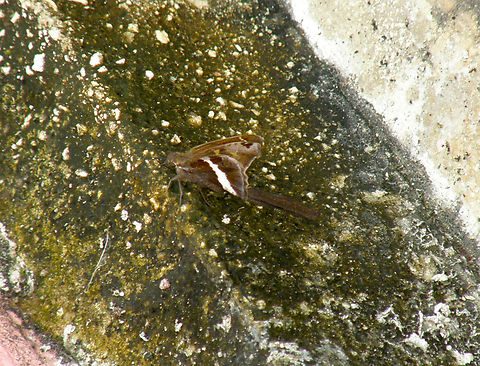 White-striped Longtail - Chioides albofasciatus Our hotel, near Cenote Ik Kil. Chioides albofasciatus,Geotagged,Mexico,Summer,White-striped Longtail