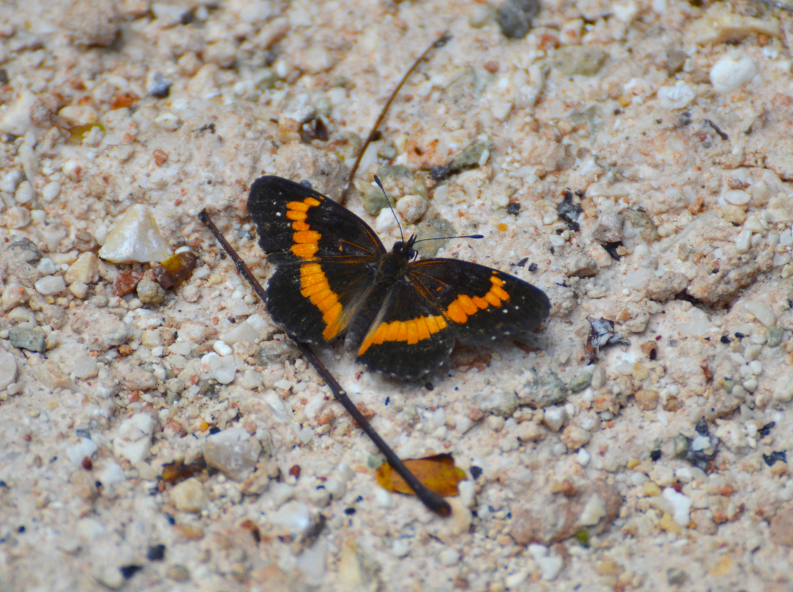 Bordered Patch - Chlosyne lacinia Near Caves of Balankanche. <br />
<a href="https://www.naturalista.mx/taxa/312549-Chlosyne-lacinia-lacinia" rel="nofollow">https://www.naturalista.mx/taxa/312549-Chlosyne-lacinia-lacinia</a><br />
 Bordered Patch,Chlosyne lacinia,Geotagged,Mexico,Summer
