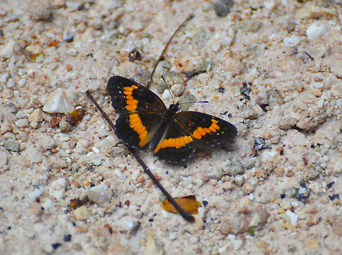 Bordered Patch - Chlosyne lacinia Near Caves of Balankanche. 
https://www.naturalista.mx/taxa/312549-Chlosyne-lacinia-lacinia
 Bordered Patch,Chlosyne lacinia,Geotagged,Mexico,Summer