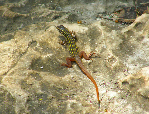 Yucat&aacute;n whiptail - Aspidoscelis angusticeps Ruins of Chichen Itza.  Aspidoscelis angusticeps,Cnemidophorus angusticeps,Geotagged,Mexico,Summer,Yucat&aacute;n whiptail
